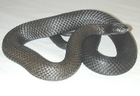 Tiger Snake